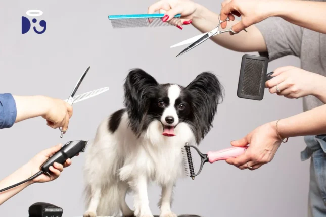 Dog Grooming: 7 Things to Consider Before Grooming an Older Dog